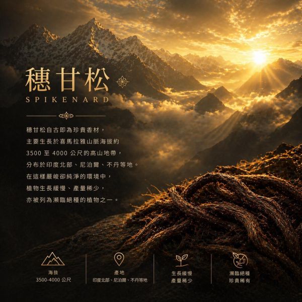 印度野生穗甘松 Spikenard / Nardostachys jatamansi｜渴望能放下過往的委屈｜ 寬恕臣服 × 深層沉降 × 內在安定 × 安穩入眠  5ml 穗甘松精油,穗甘松,Spikenard,助眠精油,冥想精油,情緒穩定,壓力調節,Nardostachys jatamansi,弗貝多精油