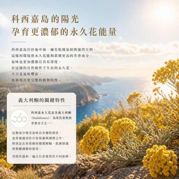 有機永久花 Immortelle / Helichrysum italicum｜科西嘉有幾永久花｜傷口與瘀血腫｜化瘀化鬱 × 深層轉化 × 修復再生 × 情緒釋放 5ml 永久花精油,Immortelle,科西嘉永久花,有機精油,修復精油,化瘀精油,肌膚修護,循環調理,弗貝多