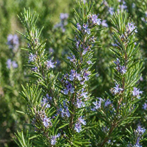 有機桉油醇迷迭香精油  15ml｜記憶的朝露，喚醒靈魂的清明 弗貝多,桉油醇迷迭香精油,木質調精油,淨化系精油,單方精油,擴香精油,思緒清晰