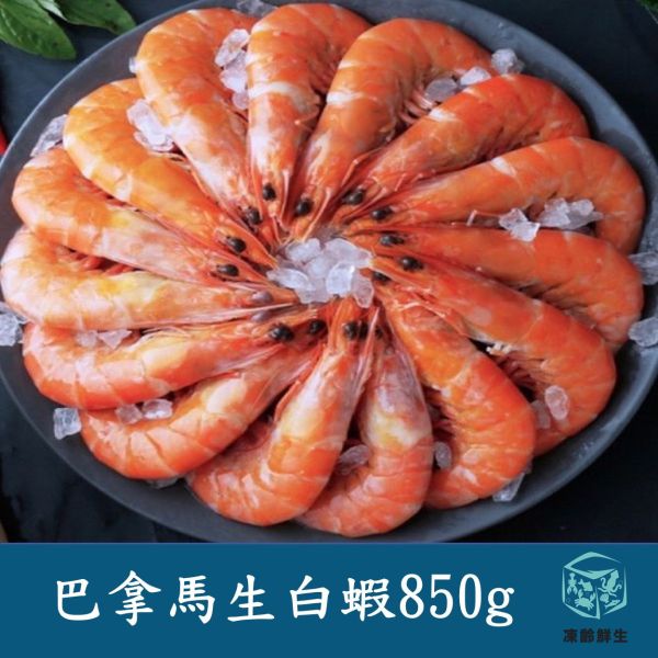 巴拿馬生白蝦(紅太陽)850g 20/30 #白蝦 #巴拿馬 #紅太陽 #水產 #海鮮