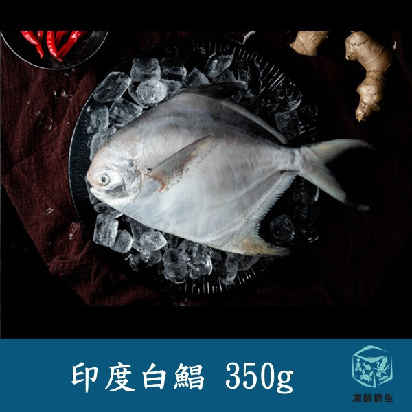 白鯧 3/4 350g±10% 藍帶白鯧魚, 白鯧魚, 印度白鯧, 纯天然白鯧魚, 健康白鯧魚, 白鯧魚急凍, 高鹽度白鯧, 新鮮白鯧魚, 鯧魚料理