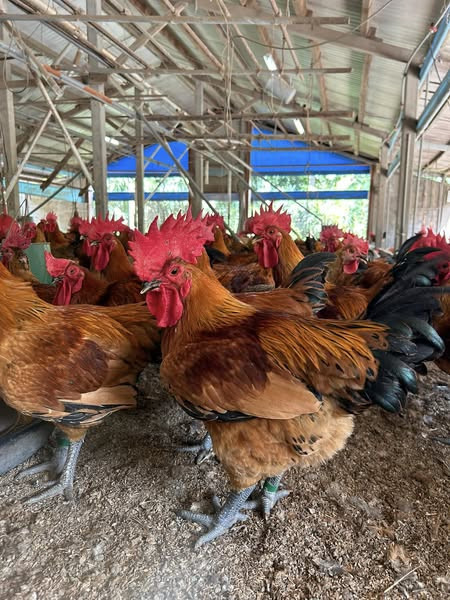 六月紅荔香滴雞精 