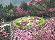 Explore the beautiful Yangmingshan,one day tour per person The lowest price USD$82 (Group size of 3 person at least ) 