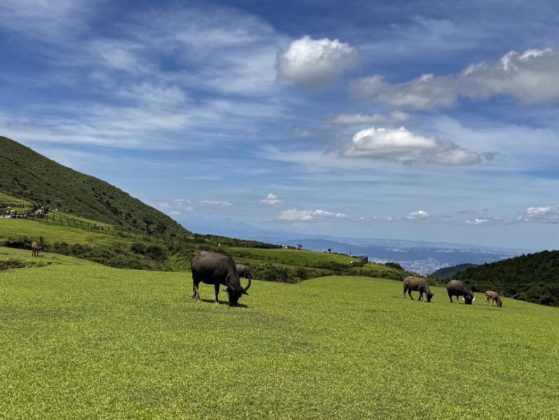 Explore the beautiful Yangmingshan,one day tour per person The lowest price USD$82 (Group size of 3 person at least ) 