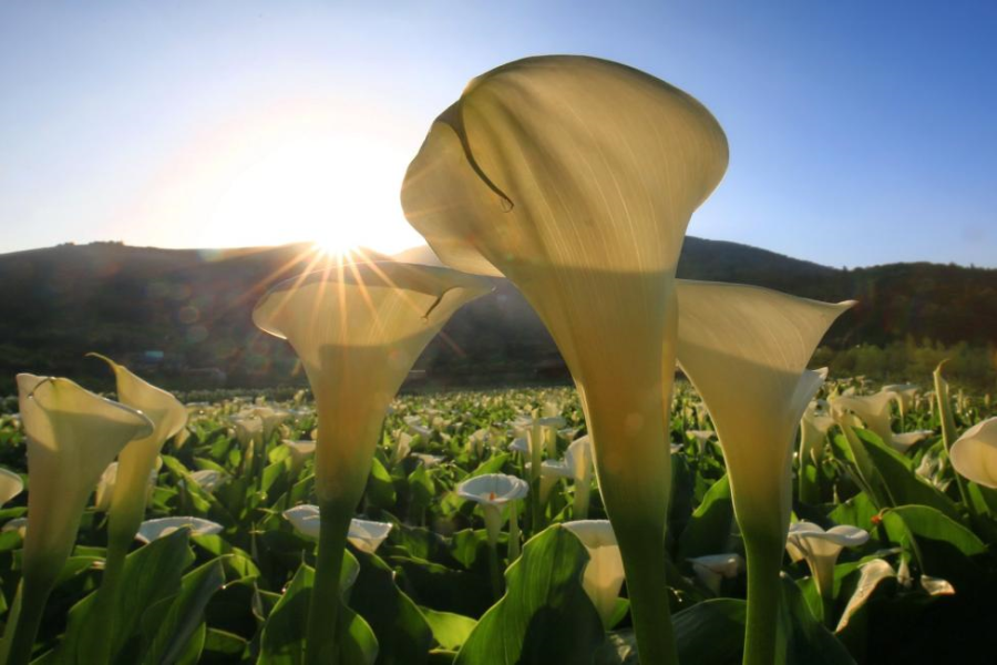 Explore the beautiful Yangmingshan,one day tour per person The lowest price USD$82 (Group size of 3 person at least ) 