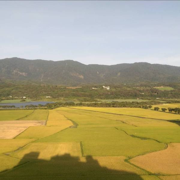 台梗四號台灣米 