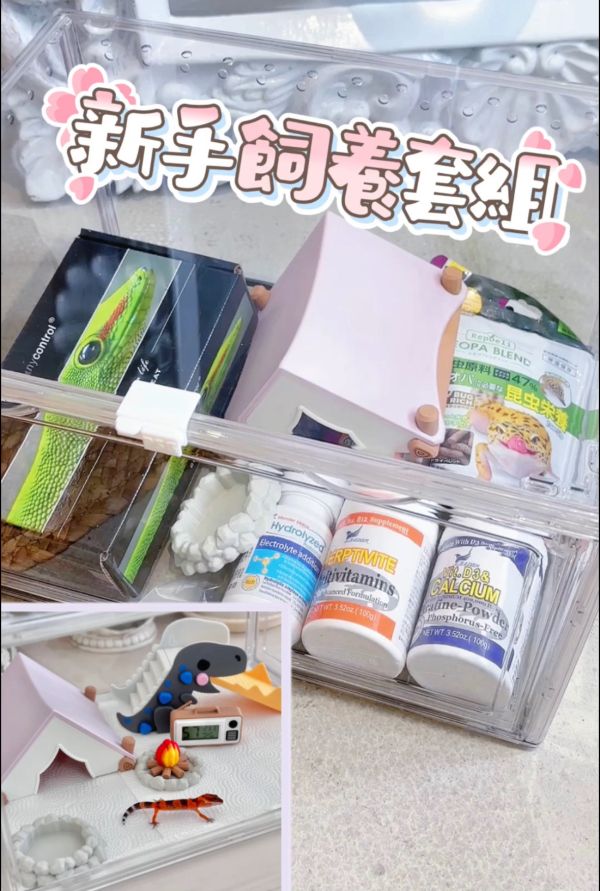新手飼養守宮豪華全套組 