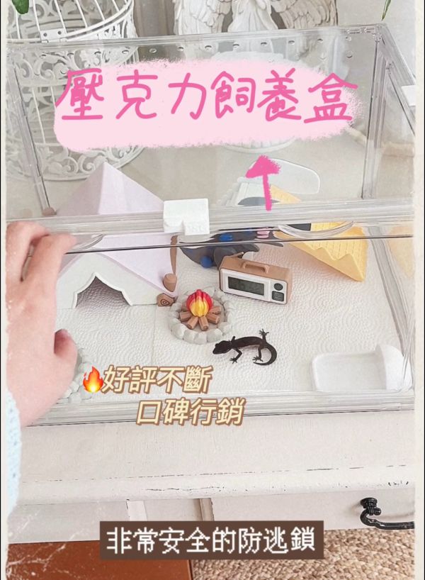 新手飼養守宮豪華全套組 