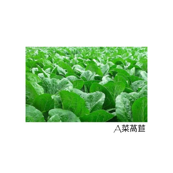 水耕菜-A菜萵苣 A菜萵苣,新鮮蔬菜,水耕