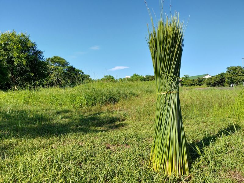 台灣工藝美術學校Ｘ玩艸植造 蒲草編織－圓形編織墊（優惠價） 