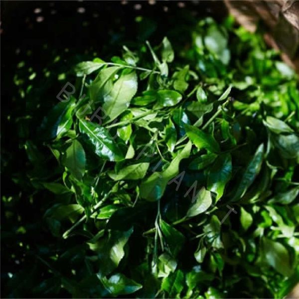 京都 辻利兵衛本店 京玉露 京煎茶 京冠茶 京焙茶 宇治茶 日本伴手禮 