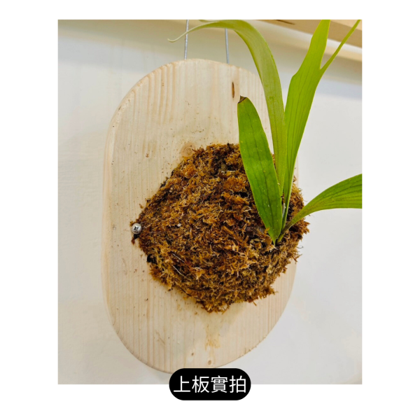 上板資材｜橢圓造型實木板 