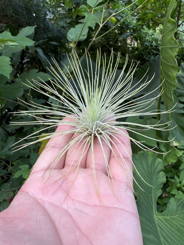 大-紅寶石／Tillandsia andreana 空氣鳳梨,鳳梨花,淨化空氣,綠化,園藝,Tillandsia