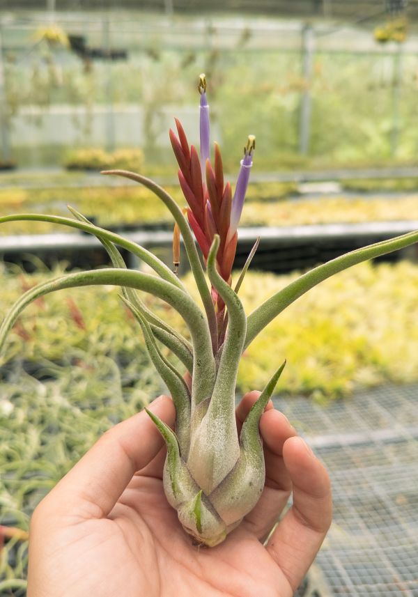 女王頭／Tillandsia caput medusae 空氣鳳梨,鳳梨花,淨化空氣,綠化,園藝,Tillandsia