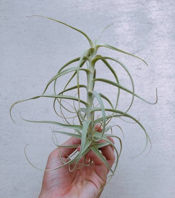 小-粗糠交雞毛撢子／Tillandsia paleacea x tectorum 空氣鳳梨，鳳梨花，淨化空氣，綠化，園藝，Tillandsia