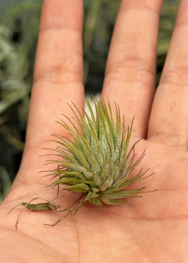 真．花生米小精靈 / Tillandsia ionantha 'Peanut' 