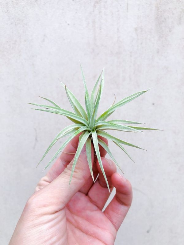 斜角巷／Tillandsia plagiotropica 空氣鳳梨,鳳梨花,淨化空氣,綠化,園藝,Tillandsia