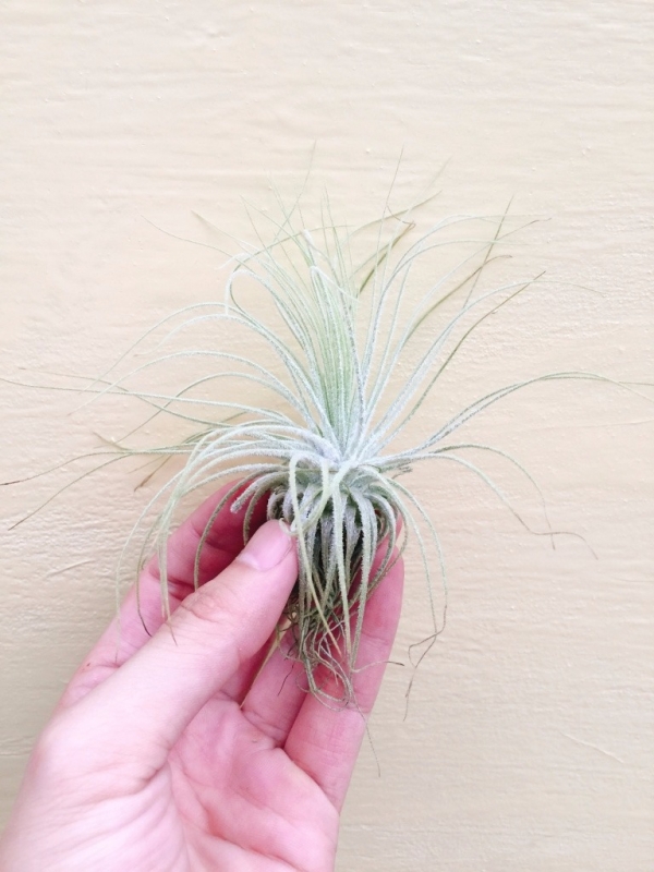 大白毛／Tillandsia magnusiana 空氣鳳梨,鳳梨花,淨化空氣,綠化,園藝,Tillandsia