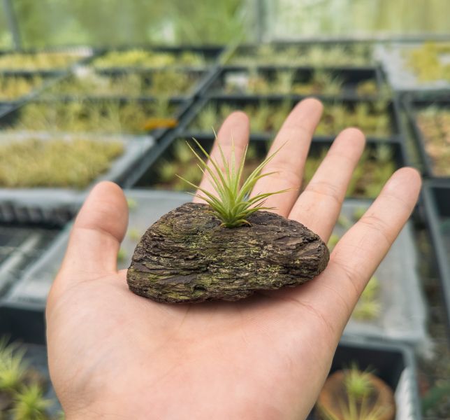 休士頓交龍小精靈實生苗／Tillandsia 'Houston' x ionantha 'Ron' 空氣鳳梨,鳳梨花,淨化空氣,綠化,園藝,Tillandsia