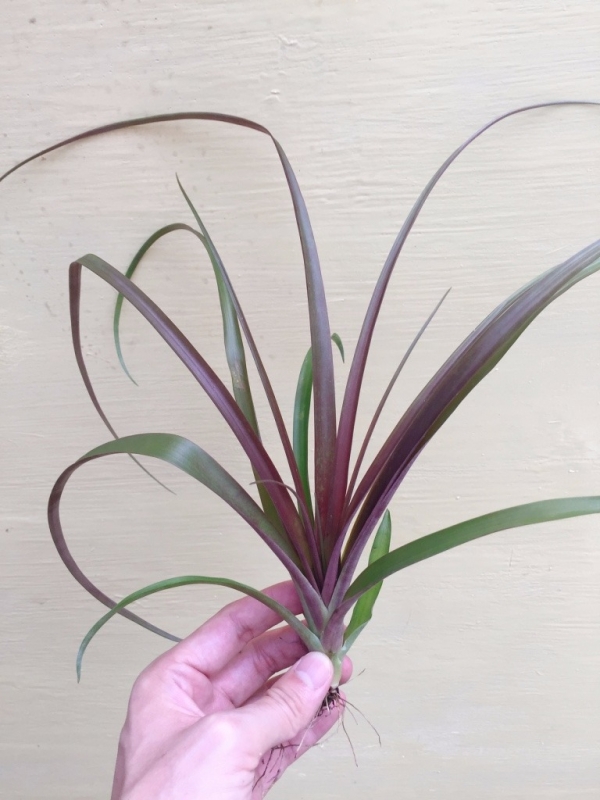 紅色型煙火／Tillandsia flabellata ‘Rubra' 空氣鳳梨,鳳梨花,淨化空氣,綠化,園藝,Tillandsia