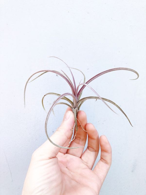 噴泉交卡比多明尼加／Tillandsia exserta x capitata 'Domingensis' 空氣鳳梨,鳳梨花,淨化空氣,綠化,園藝,Tillandsia