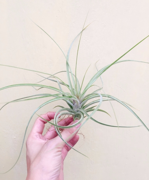 貝可力x琥珀／Tillandsia brachycaulos X schiedeana 空氣鳳梨，鳳梨花，淨化空氣，綠化，園藝，Tillandsia