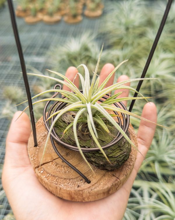 河電交醬爆實生苗／Tillandsia (ehlersiana x streptophylla) x 'Jumbo' 空氣鳳梨,鳳梨花,淨化空氣,綠化,園藝,Tillandsia