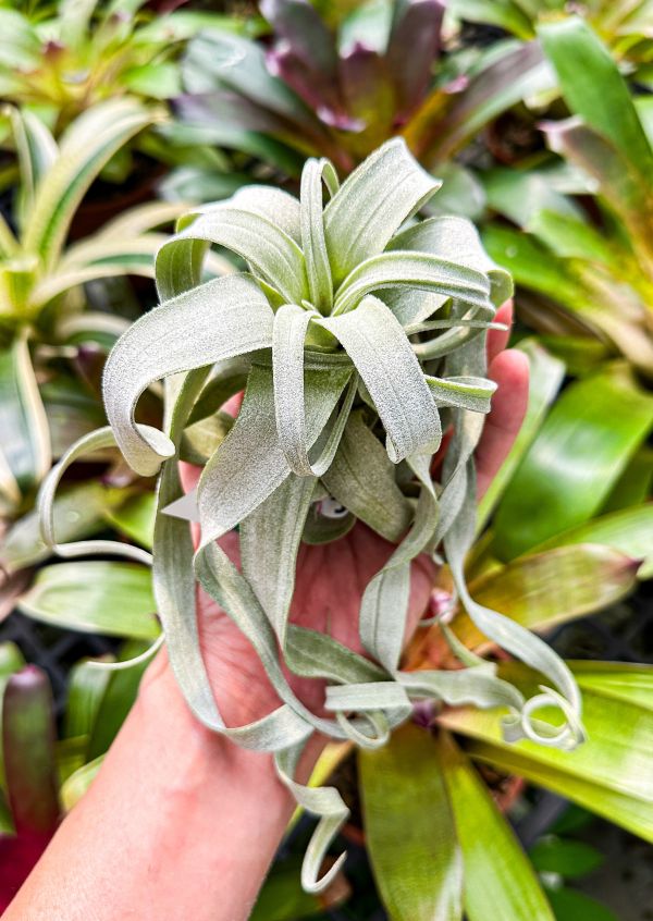 貝里斯電捲／Tillandsia streptophylla 'Belize' 空氣鳳梨,鳳梨花,淨化空氣,綠化,園藝,Tillandsia