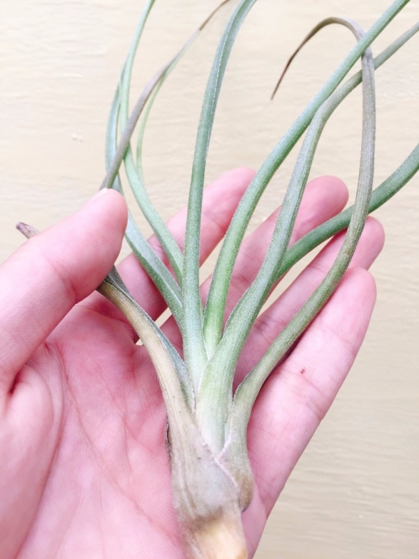 貝利伊變異／Tillandsia baileyi Corpus Christi 空氣鳳梨，鳳梨花，淨化空氣，綠化，園藝，Tillandsia