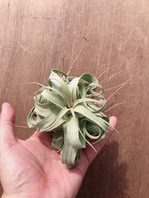 小-墨西哥電捲／Tillandsia streptophylla 'Mexico' 空氣鳳梨,鳳梨花,淨化空氣,綠化,園藝,Tillandsia