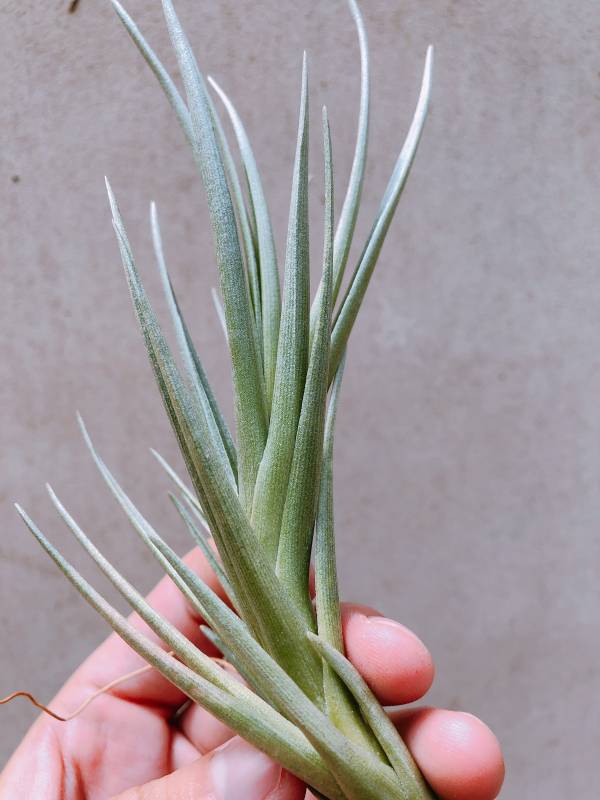 神秘酒紅／Tillandsia Mystic Burgundy 空氣鳳梨，鳳梨花，淨化空氣，綠化，園藝，Tillandsia