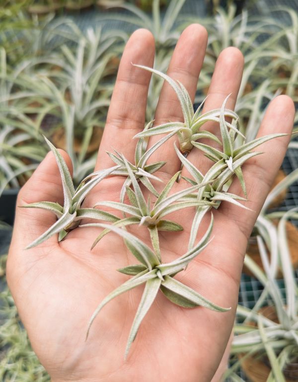 香檳 / Tillandsia chiapensis 空氣鳳梨,鳳梨花,淨化空氣,綠化,園藝,Tillandsia