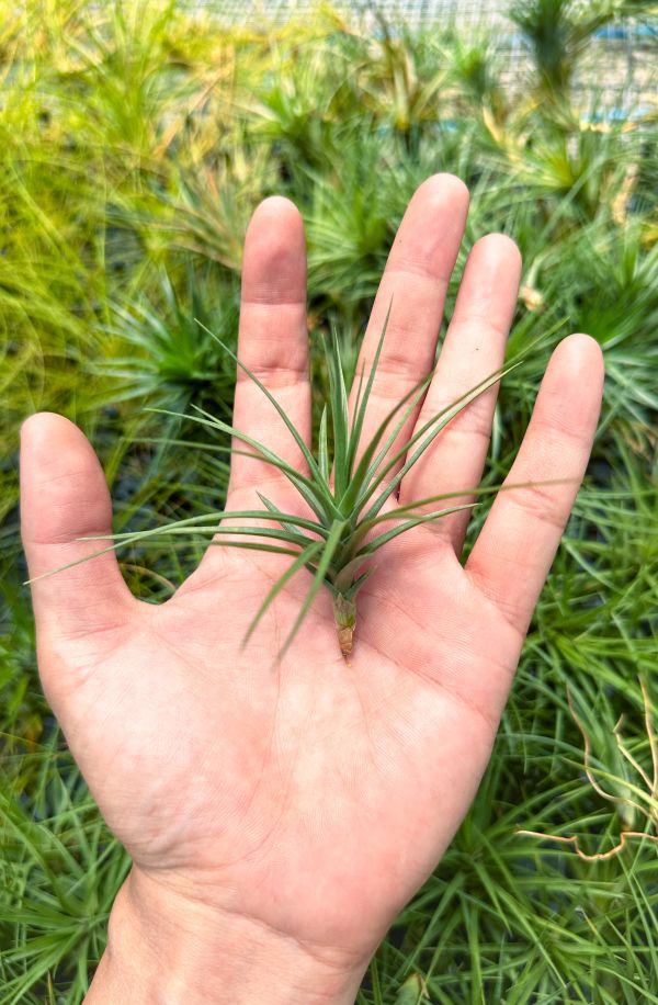 阿珠伊交紫水晶／Tillandsia araujei x tenuifolia 空氣鳳梨,鳳梨花,淨化空氣,綠化,園藝,Tillandsia