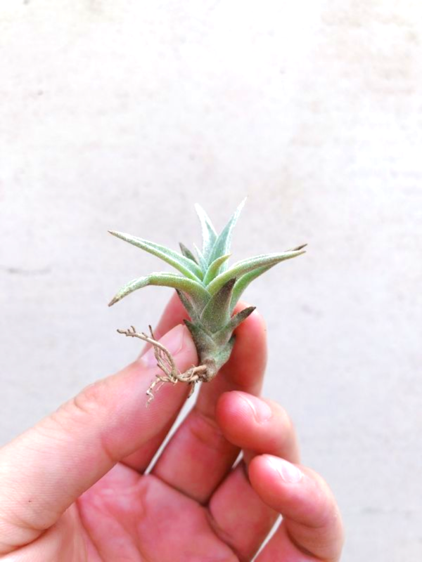 小- 赤兔／Tillandsia edithae 空氣鳳梨，鳳梨花，淨化空氣，綠化，園藝，Tillandsia