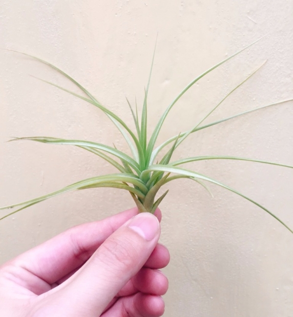 紫羅蘭／Tillandsia aeranthos 空氣鳳梨，鳳梨花，淨化空氣，綠化，園藝，Tillandsia