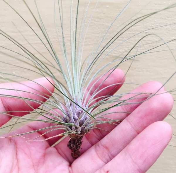 綠毛毛／Tillandsia filifolia 空氣鳳梨，鳳梨花，淨化空氣，綠化，園藝，Tillandsia
