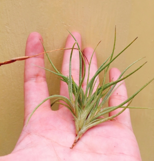 扁擔西施／Tillandsia bandensis 空氣鳳梨,鳳梨花,淨化空氣,綠化,園藝,Tillandsia