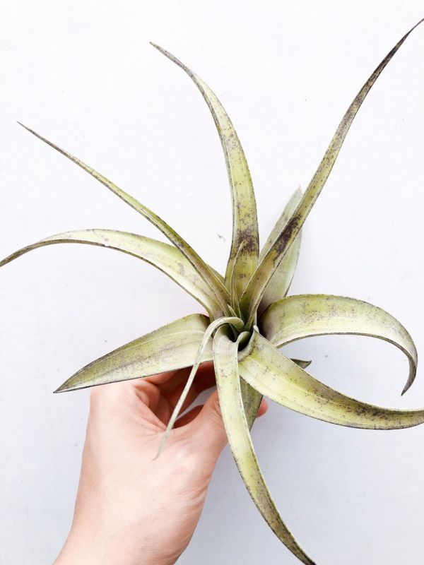 大開曼麻花捲／Tillandsia flexuosa 'Grand Cayman' 空氣鳳梨,鳳梨花,淨化空氣,綠化,園藝,Tillandsia