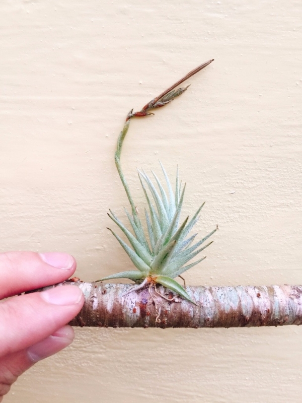 蘿莉／Tillandsia loliacea 空氣鳳梨，鳳梨花，淨化空氣，綠化，園藝，Tillandsia