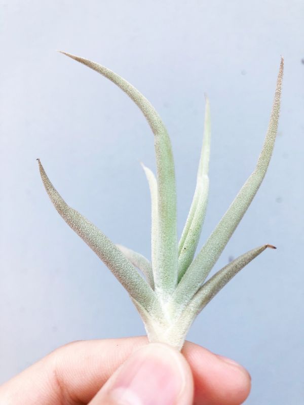 小肥腸／Tillandsia aff. streptocarpa 空氣鳳梨,鳳梨花,淨化空氣,綠化,園藝,Tillandsia