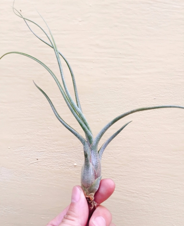 虎斑章魚x犀牛／Tillandsia butzii x seleriana 空氣鳳梨,鳳梨花,淨化空氣,綠化,園藝,Tillandsia
