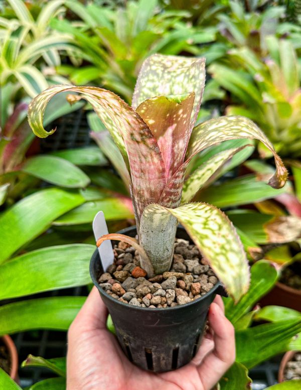 草莓牛奶／Billbergia ‘Strawberry Cream’ 水塔花鳳梨