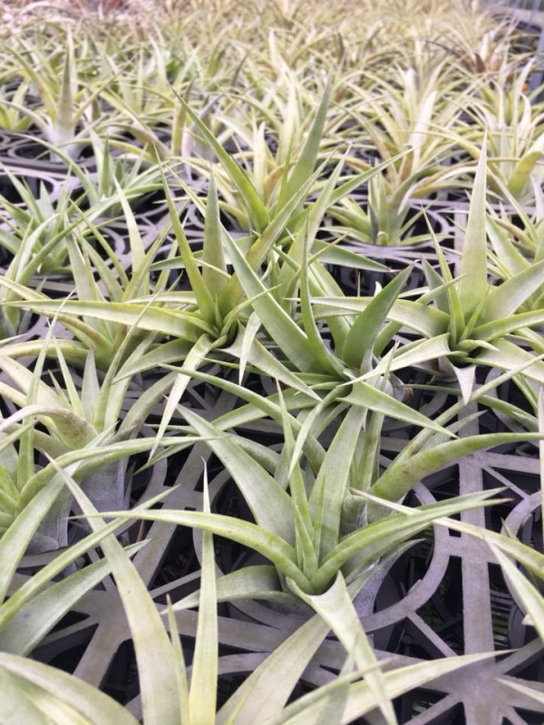 小-花梗芽旋風木柄鳳／Tillandsia flexuosa 'Vivipara' 空氣鳳梨，鳳梨花，淨化空氣，綠化，園藝，Tillandsia