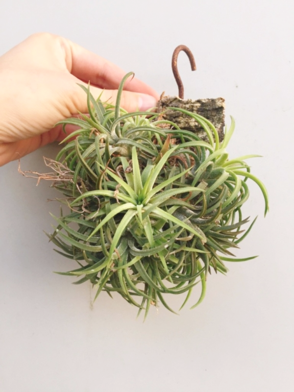 綠色型小精靈／Tillandsia ionantha 'Green' 空氣鳳梨,鳳梨花,淨化空氣,綠化,園藝,Tillandsia