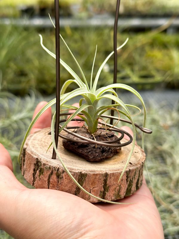 勞倫茲交柳葉實生苗／Tillandsia lorentziana x balbisiana 空氣鳳梨,鳳梨花,淨化空氣,綠化,園藝,Tillandsia