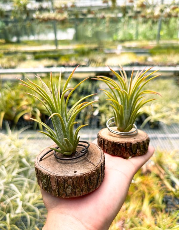 大男孩小精靈／Tillandsia ionantha 'Big Boy' 空氣鳳梨,鳳梨花,淨化空氣,綠化,園藝,Tillandsia