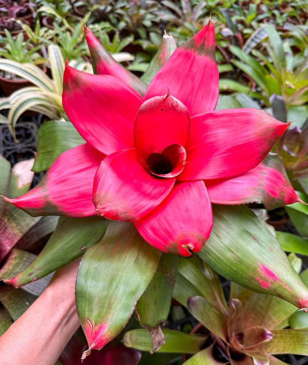 粉紅黛比／Neoregelia 'Pink Debbie' 積水鳳梨,鳳梨花