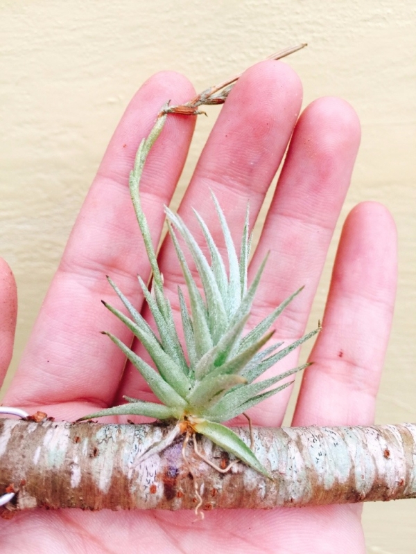 蘿莉／Tillandsia loliacea 空氣鳳梨，鳳梨花，淨化空氣，綠化，園藝，Tillandsia