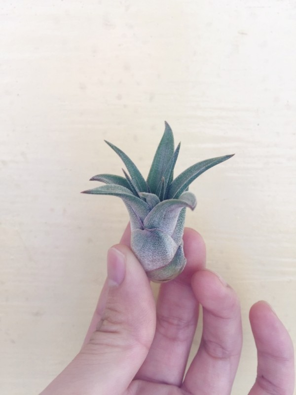 硬葉版銀飾品／Tillandsia ‘Silver Trinket' 空氣鳳梨，鳳梨花，淨化空氣，綠化，園藝，Tillandsia