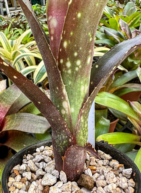 卡麗諾／Billbergia ‘Carino’ 水塔花鳳梨